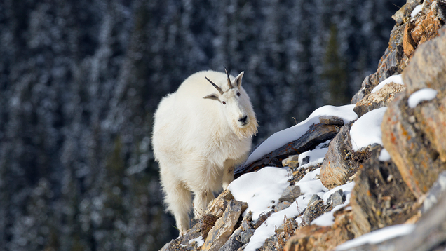 Illustration for article titled Look, By Now We’ve All Seen Pictures Of Mountain Goats On Incredibly Steep Inclines So Don’t Complain When These 6 Photos Don’t Blow You Away
